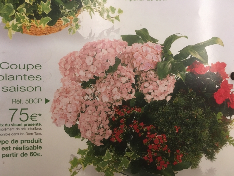 Coupe de plantes selon saison