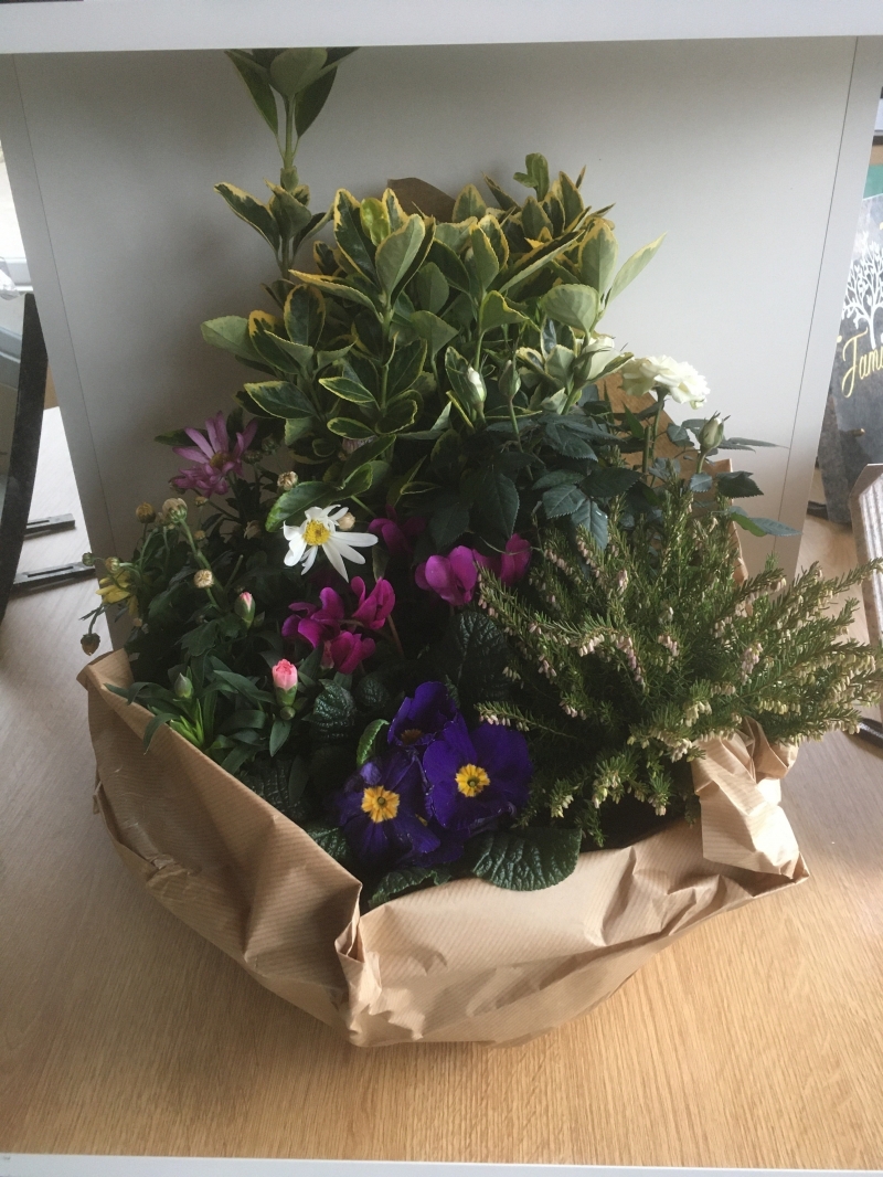 Coupe de plante